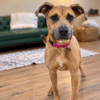 Julia Flowers -  Labrador Retriever and Pit Bull Terrier Dog for Adoption in Friendswood, Texas - Julia Flowers | PetCurious