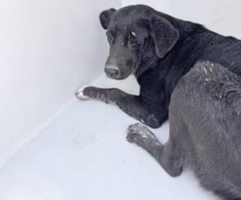 A660522 -  Flat Coated Retriever and Mixed Breed Dog for Adoption in Houston, Texas - A660522 | PetCurious