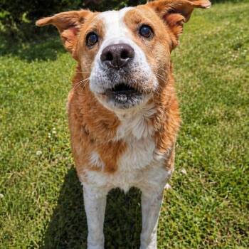 Australian Cattle Dog Blue Heeler Dogs Available for Adoption in Valley Falls, Kansas - Lily | PetCurious