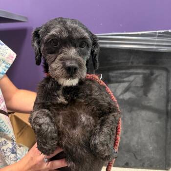 Mixed Breed Dogs Available for Adoption in Englewood, Florida - CoCo | PetCurious