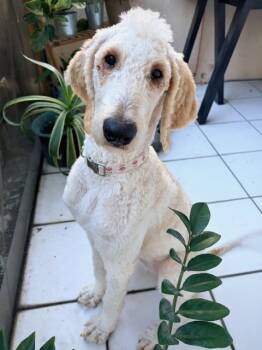 Rescue Poodle and Mixed Breed Dogs for Adoption in Fort Lauderdale, Florida - CARYN | PetCurious