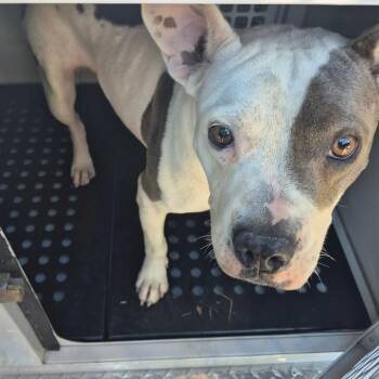 10/19/2026-Stray-EmersonAvenue -  Pit Bull Terrier Dog for Adoption in Columbus, Georgia - 10/19/2026-Stray-EmersonAvenue | PetCurious