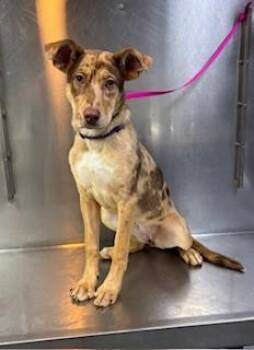 Catahoula Leopard Dog and Labrador Retriever Dogs Available for Adoption in Lake Wylie, South Carolina - Nova | PetCurious