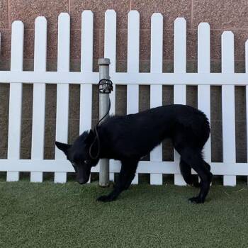 NAGINI -  German Shepherd Dog and Mixed Breed Dog for Adoption in Modesto, California - NAGINI | PetCurious