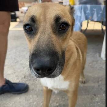 Dryfus -  Black Mouth Cur and Hound Dog for Adoption in Austin, Texas - Dryfus | PetCurious
