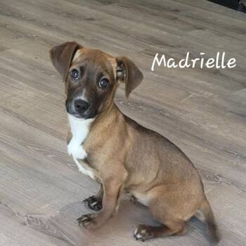Mixed Breed Dogs Available for Adoption - Madrielle | PetCurious