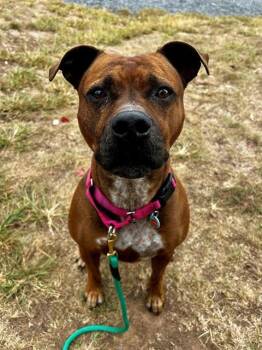 Rescue Pit Bull Terrier and Mixed Breed Dogs for Adoption in Leesburg, Virginia - SUNNIE | PetCurious