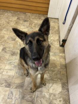 Rescue Shepherd Dogs for Adoption in Pilot Point, Texas - Vegas | PetCurious
