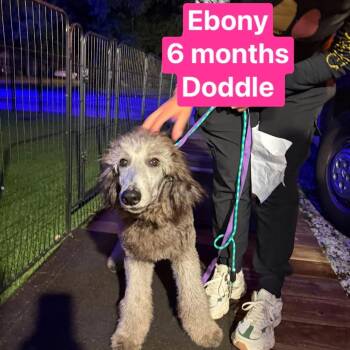 Ebony -  Standard Poodle Dog for Adoption in Tampa, Florida - Ebony | PetCurious