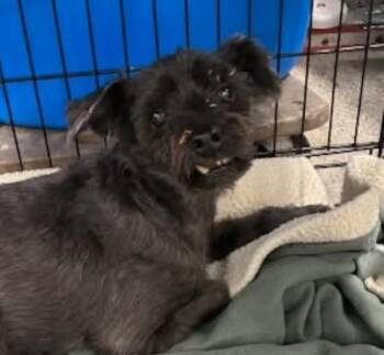 Miniature Schnauzer Dogs Available for Adoption in Aurora, Illinois - JD | PetCurious