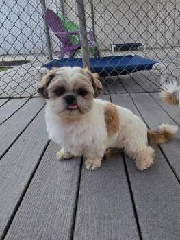 Josh -  Shih Tzu Dog for Adoption in Gardena, California - Josh | PetCurious
