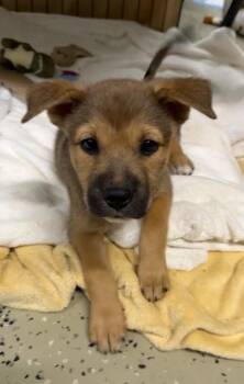 Misty -  Shepherd Dog for Adoption in Denver, Colorado - Misty | PetCurious