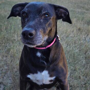 Labrador Retriever Dogs Available for Adoption - Trixie | PetCurious
