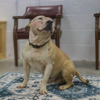 Pit Bull Terrier and Mixed Breed Dogs Available for Adoption in Madisonville, Kentucky - Nation | PetCurious