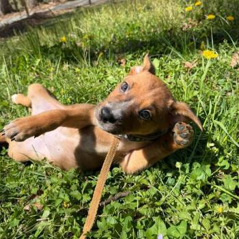Mixed Breed Dogs Available for Adoption in Fredericksburg, Virginia - Sully | PetCurious