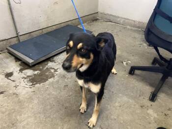ZOE -  German Shepherd Dog and Mixed Breed Dog for Adoption in Camarillo, California - ZOE | PetCurious