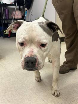 Pit Bull Terrier Dogs Available for Adoption - KYUBI | PetCurious