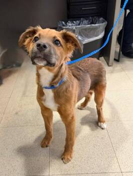 LEVI -  Border Collie and Mixed Breed Dog for Adoption - LEVI | PetCurious