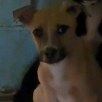 Mixed Breed Dogs Available for Adoption in Valley, Alabama - Dandy | PetCurious