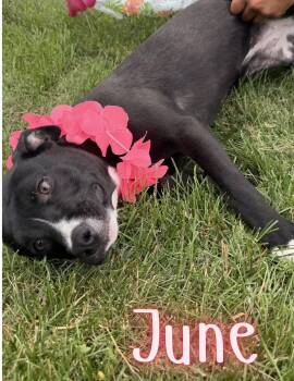 June -  Pit Bull Terrier Dog for Adoption in Caro, Michigan - June | PetCurious