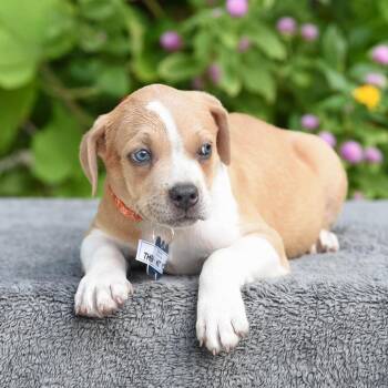 Then I Met you -  Pit Bull Terrier Dog for Adoption in Wake Forest, North Carolina - Then I Met You | PetCurious