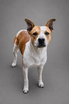 Beagle and Boxer Dogs Available for Adoption in Hardeeville, South Carolina - Gia | PetCurious