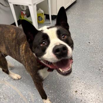 Mixed Breed Dogs Available for Adoption in Walker, Michigan - Pepper | PetCurious