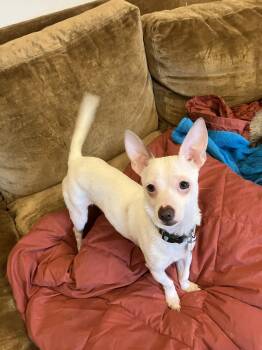 Chihuahua Dogs Available for Adoption in Covington, Washington - Mochi | PetCurious