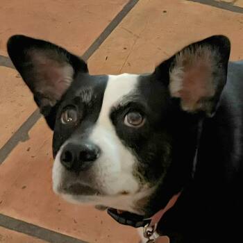Millie -  Terrier and Mixed Breed Dog for Adoption in Corpus Christi, Texas - Millie | PetCurious