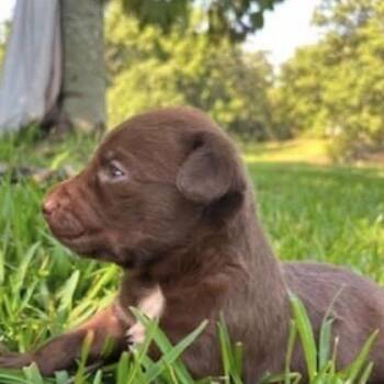 Brown Bear -  Chocolate Labrador Retriever and Mixed Breed Dog for Adoption in Buffalo, Minnesota - Brown Bear | PetCurious