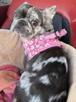 French Bulldog Dogs Available for Adoption in Fort Lauderdale, Florida - Cash | PetCurious