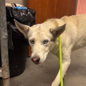 Swade -  Husky Dog for Adoption in Yuma, Arizona - Swade | PetCurious