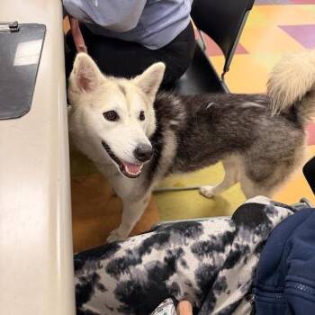 Snowe -  Husky Dog for Adoption in Philadelphia, Pennsylvania - Snowe | PetCurious