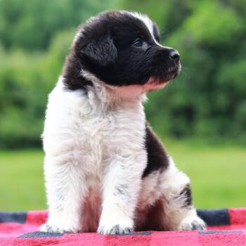 CT Namaste avail Aug 15 (Stafford Farmers Mkt- Stafford, CT) -  Collie and Shepherd Dog for Adoption in Stormville, New York - CT Namaste Avail Aug 15 (Stafford Farmers Mkt- Stafford, CT) | PetCurious