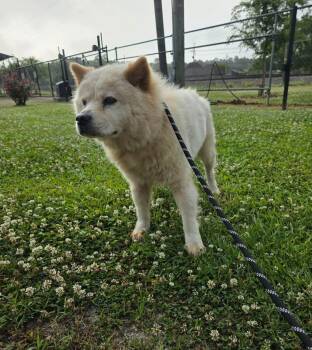 Chow Chow Dogs Available for Adoption in Lutz, Florida - Nova | PetCurious