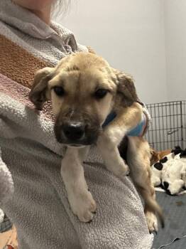 Shepherd and Mixed Breed Dogs Available for Adoption - Peaches | PetCurious