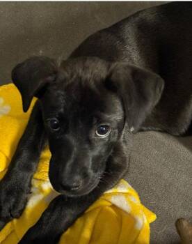 Blackberry -  Labrador Retriever Dog for Adoption in The Woodlands, Texas - Blackberry | PetCurious