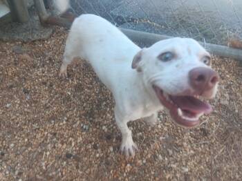 Linus -  Mixed Breed Dog for Adoption in North Little Rock, Arkansas - Linus | PetCurious
