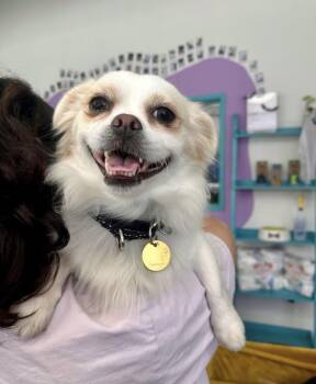 Herman -  Pekingese Dog for Adoption in Pasadena, California - Herman | PetCurious