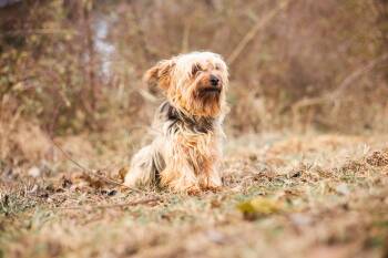 Yorkshire Terrier Dogs Available for Adoption - Lucy - Transport | PetCurious