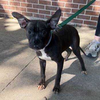 Misty -  Mixed Breed Dog for Adoption in Waterloo, Iowa - Misty | PetCurious