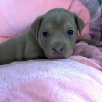 Boxer and Shepherd Dogs Available for Adoption - Millie Moo | PetCurious