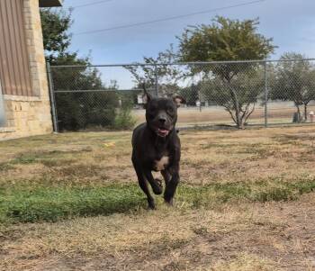 Rescue Mixed Breed Dogs for Adoption in Schertz, Texas - Hopper | PetCurious