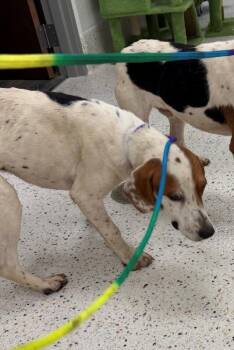 Polo (Sponsored Adoption) -  Beagle Dog for Adoption in Providence Forge, Virginia - Polo (Sponsored Adoption) | PetCurious