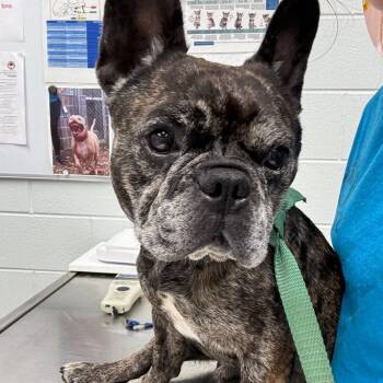 Uncle Sam -  French Bulldog Dog for Adoption in Chattanooga, Tennessee - Uncle Sam | PetCurious