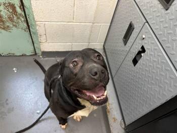 EASTWOOD -  Pit Bull Terrier Dog for Adoption in Antioch, California - EASTWOOD | PetCurious
