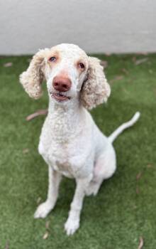 Koda -  Goldendoodle and Standard Poodle Dog for Adoption in Cypress, California - Koda | PetCurious