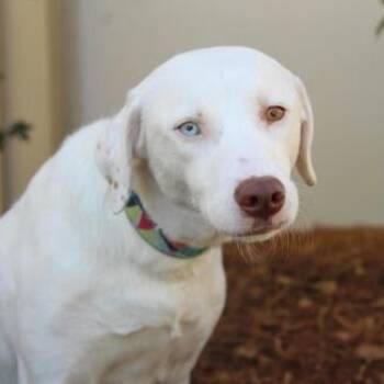 Labrador Retriever and Husky Dogs Available for Adoption in Nashville, Tennessee - Blue Lemonade | PetCurious