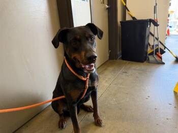 Doberman Pinscher Dogs Available for Adoption in Ontario, California - RIPLEY | PetCurious