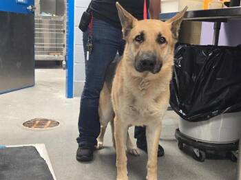 DEWEY -  German Shepherd Dog and Mixed Breed Dog for Adoption in Albuquerque, New Mexico - DEWEY | PetCurious